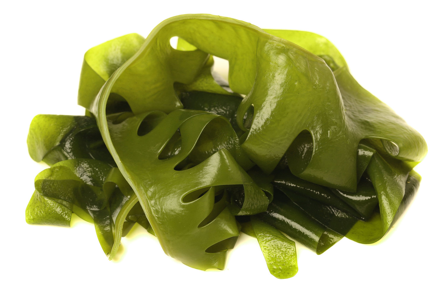 Kelp (or large Seaweed/Algae) are the source of Alginate, the biopolymer used by AlgiKnit to create their Bioyarn and bio-based textile.