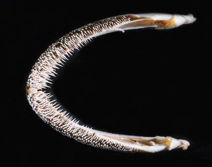 Dhaka Muslin: Sejarah dan Revitalisasi Tekstil Kuno Bangladesh yang ...